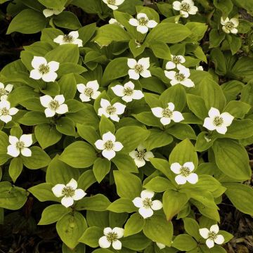 Cornus canadensis