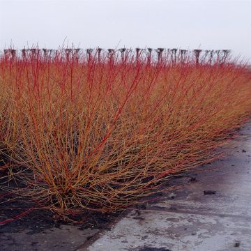 Cornus sanguinea Midwinter Fire