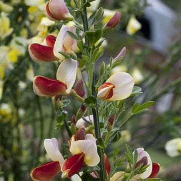 Cytisus Palette