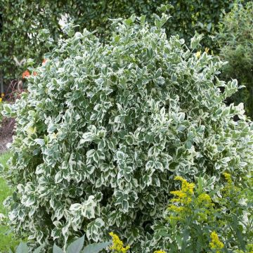 Euonymus fort Emerald Gaiety