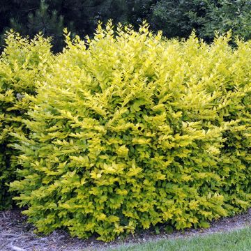 Ligustrum ovalifolium Aureum