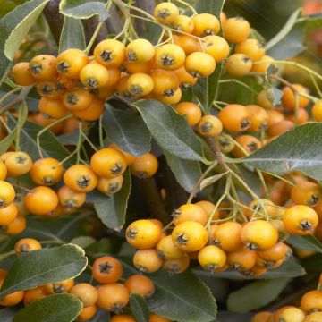 Pyracantha Golden Charmer