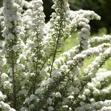 Spiraea nipponica June Bride