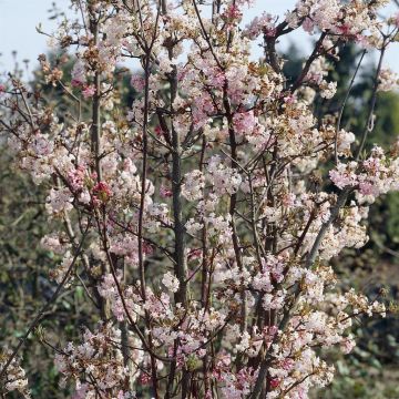 Viburnum bodnantese Charles lamont