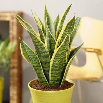 Sansevieria Futura Superba