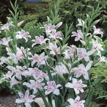 Gladioli Nymph