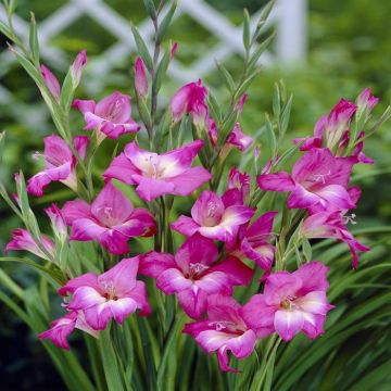 Gladioli Charm