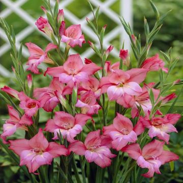 Gladioli Charm Beauty