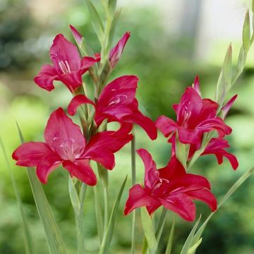 Gladioli Robinetta