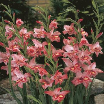 Gladioli Gouernsey Glory