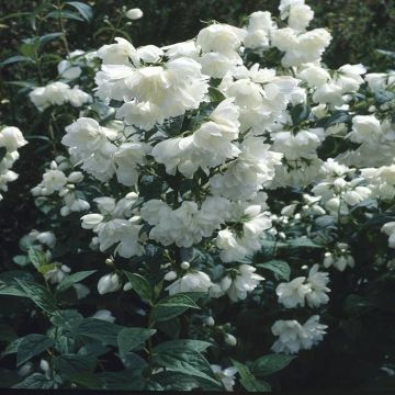 Philadelphus Snow belle