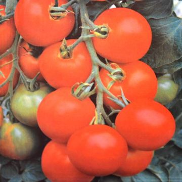 Bushtomato