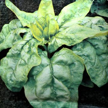 Spinach Viroflex