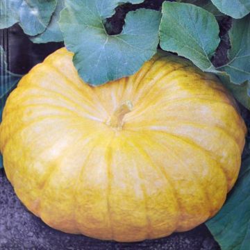 Pumpkin Yellow