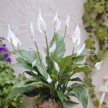 Spathiphyllum chopin Visions 3