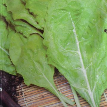 Swiss Chard Lucullus