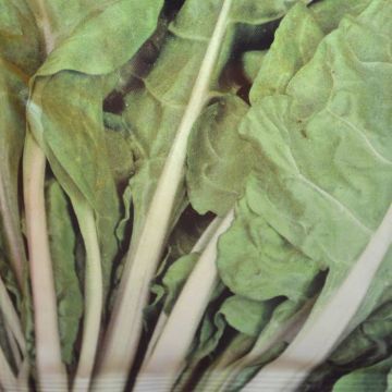 Swiss Chard Lyon