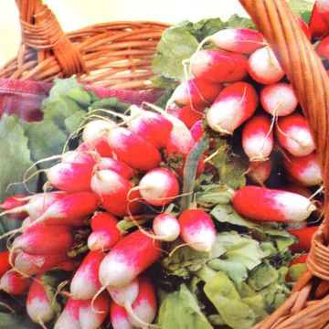 Radish French