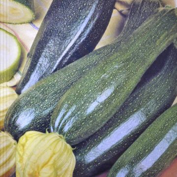 Courgette Black Beauty