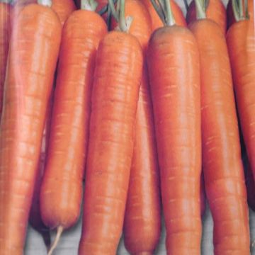 Summer Carrot Nantes