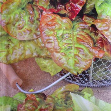 Leaf Lettuce American