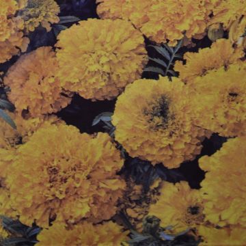 African Marigold Yellow supreme