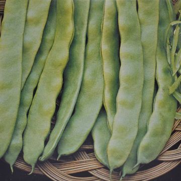 Cimbing French Beans