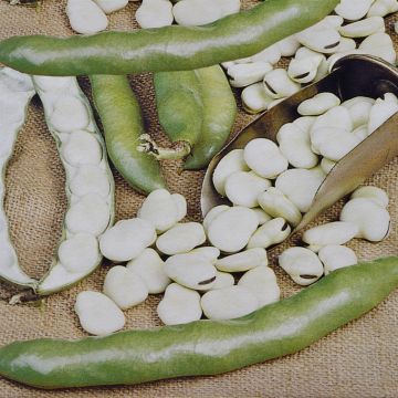 Broad Beans Hangdown