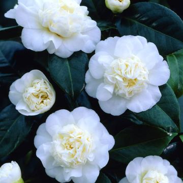 Camellia White Visions