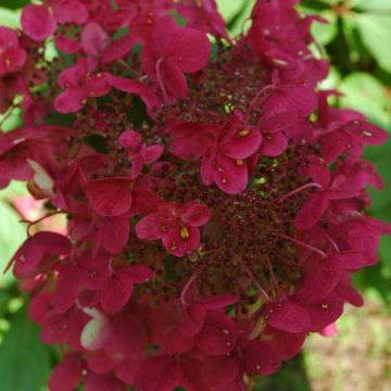 Hydrangea pan. Wim's Red 02