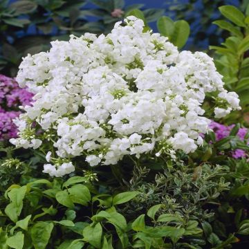 Phlox Paniculata David