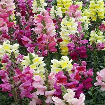 Snapdragon Leeuwenbekje