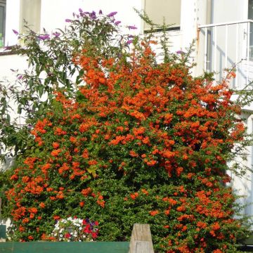 Pyracantha Vuurdoorn 2