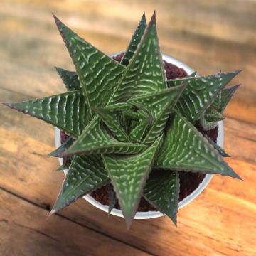 Haworthia limifolia.jpg