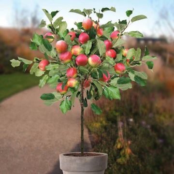 Malus domestica jonagold.jpg