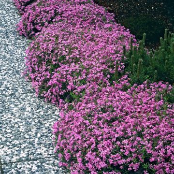 Phlox subulata Moerheimii