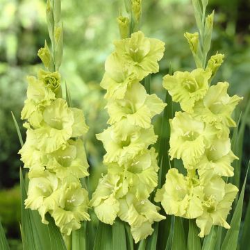 Gladioli Green Star