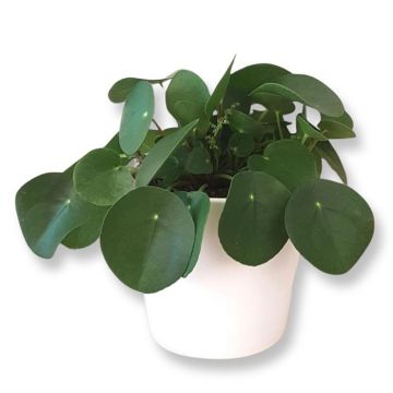 Pilea peperomoides