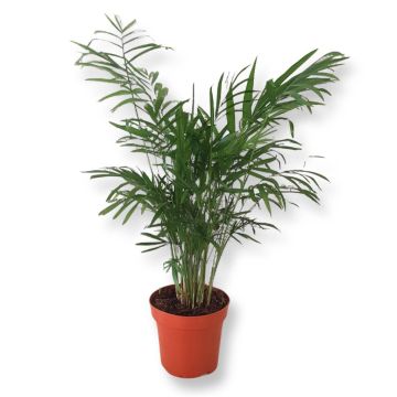 Palm chamaedorea Elegance v2.jpg