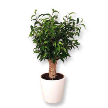 Ficus Natasja Jute stam 12 cm