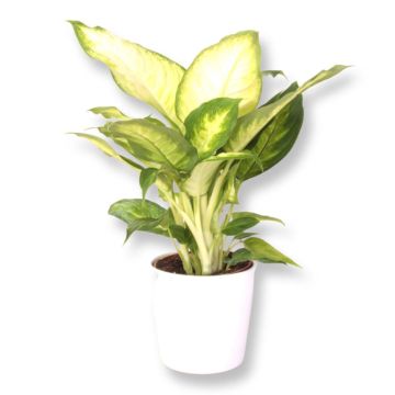 Dieffenbachia Camilla