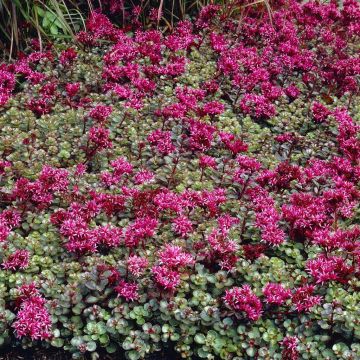 Sedum spurium Fuldaglut