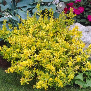 Ilex crenata Golden Gem