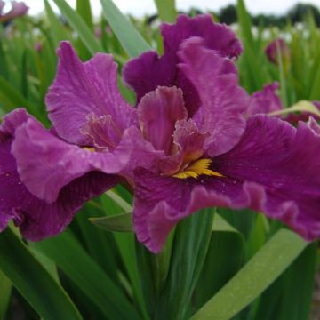 Iris Louisiana Jack Attack m.JPG