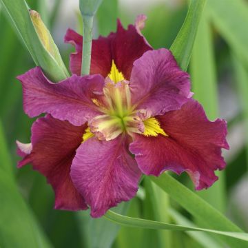 Iris Louisiana 'Rhett' (3).JPG