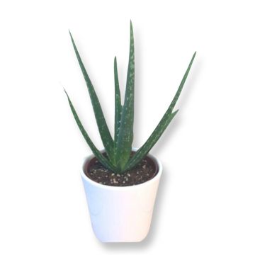 Aloe Vera P13