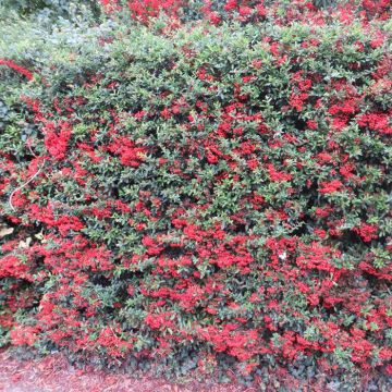 Pyracantha coccinea Red Column Hedge