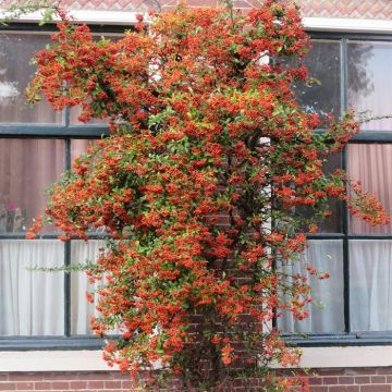 Pyracantha Orange Charmer 20170920-1.JPG