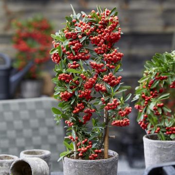 Pyracantha coccinea Red Star