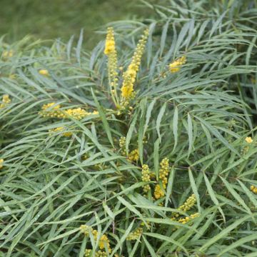 Mahonia eurybracteata Soft Caress